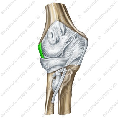 Collateral radial ligament (lig. collaterale radiale)